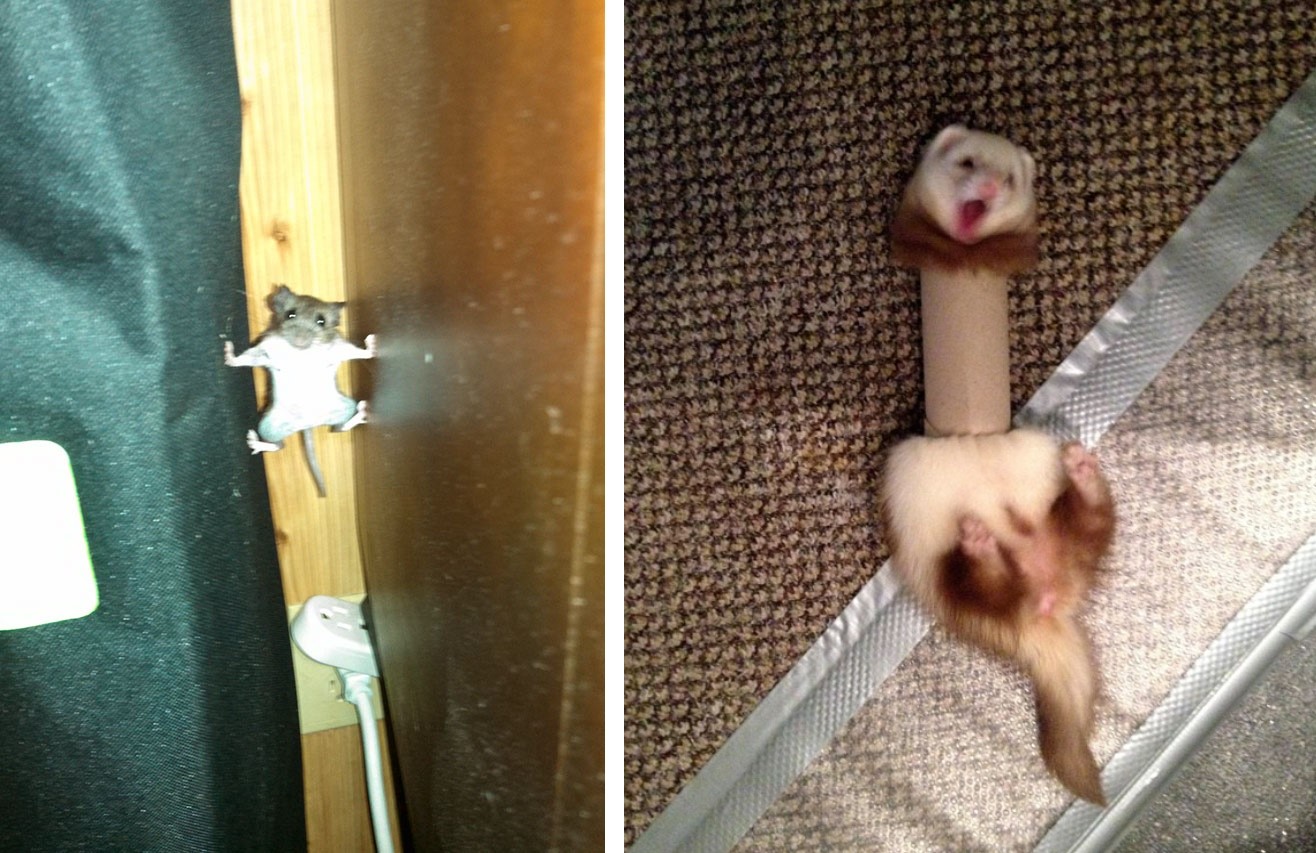 zdroj: boredpanda.com