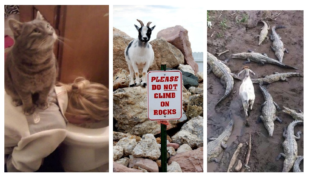 Zdroj : boredpanda.com