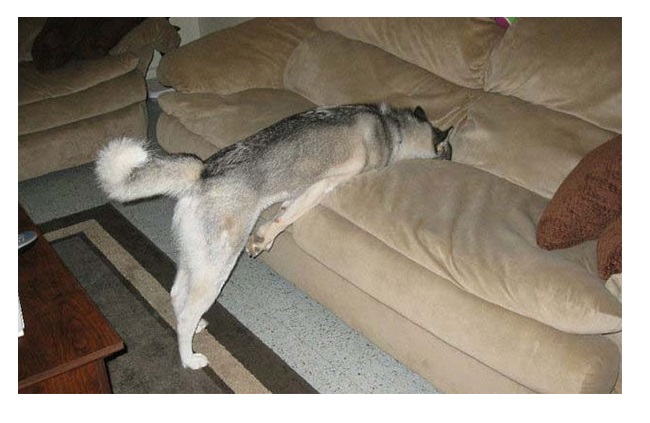 Zdroj : boredpanda.com