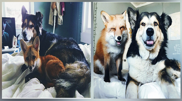 Zdroj: www.boredpanda.com