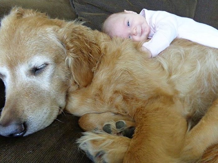 http://www.bocalista.com/animales-20-adorables-fotos-que-muestran-por-que-todos-los-ninos-deben-crecer-con-un-perro/1/