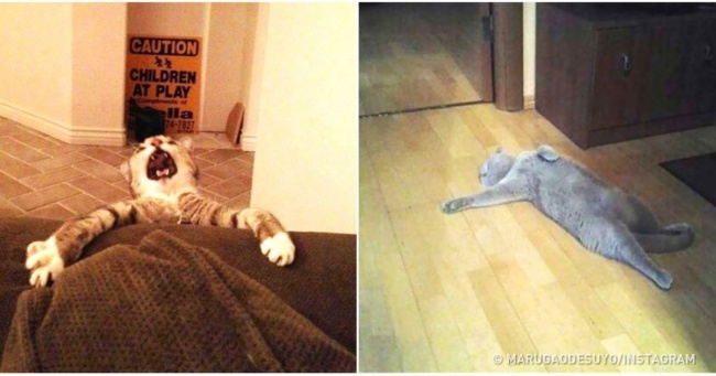 Zdroj : boredpanda.com