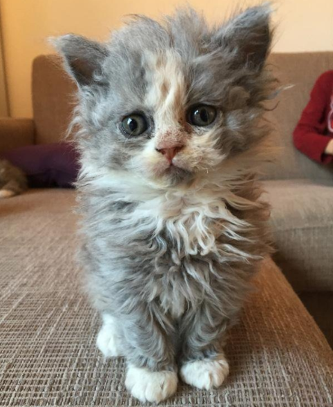 Zdroj : buzzfeed.com