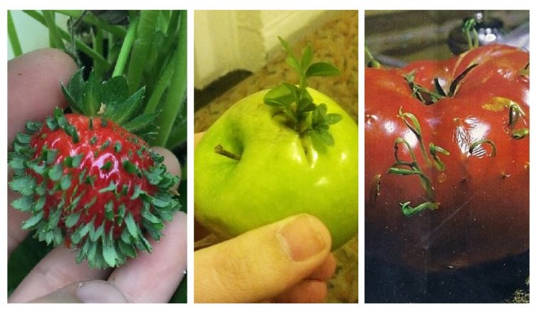 Zdroj : boredpanda.com