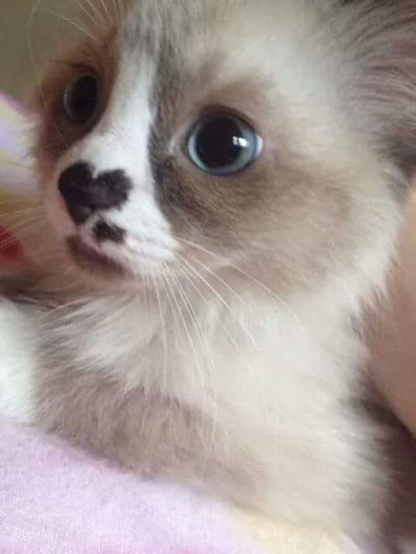 Zdroj : boredpanda.com