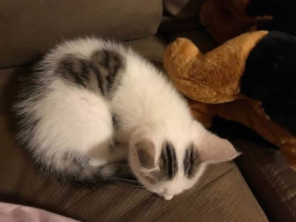 Zdroj : boredpanda.com
