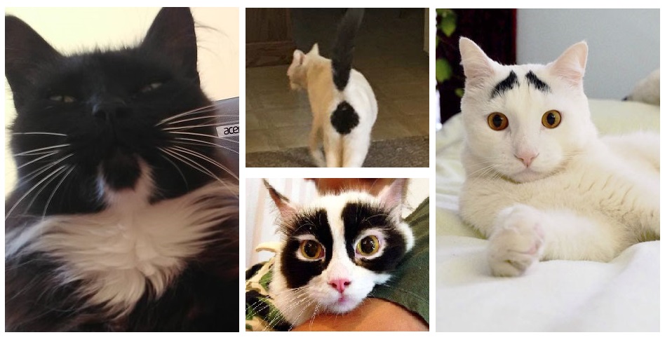 Zdroj : boredpanda.com