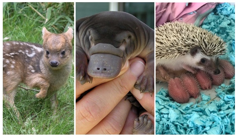 Zdroj : brightside.me