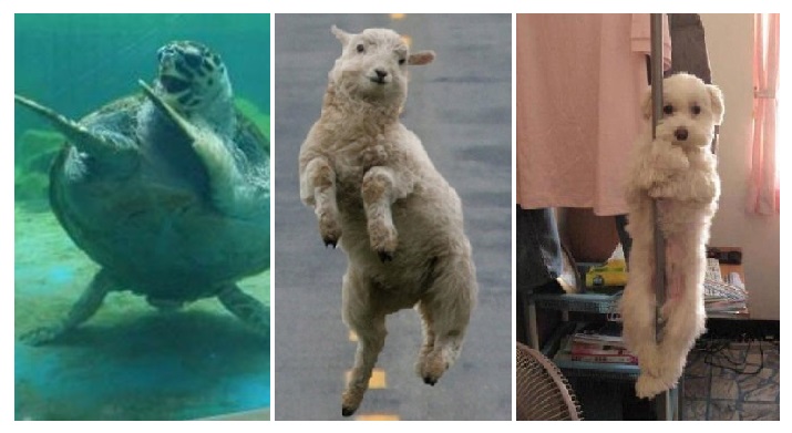 Zdroj : wildammo.com