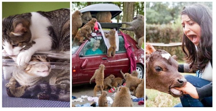 Zdroj : brightside.me