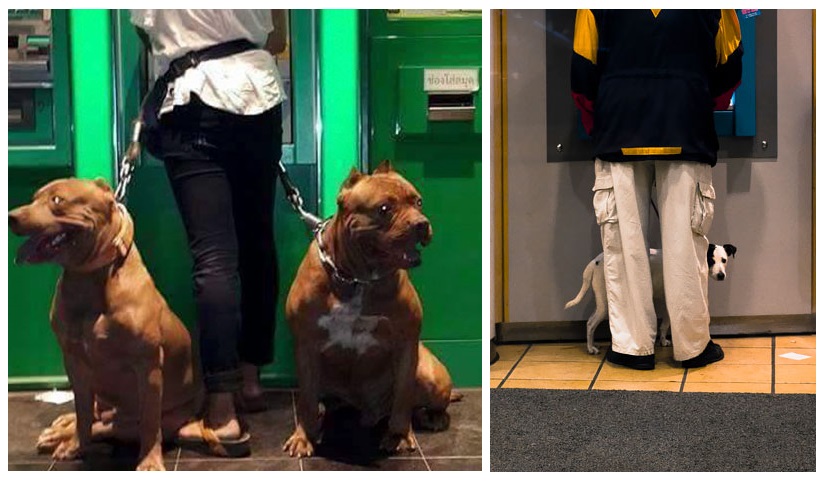 Zdroj : boredpanda.com