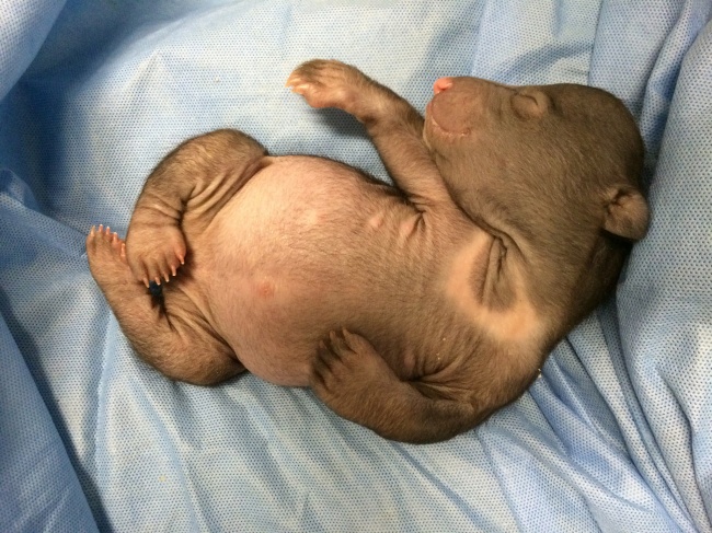 Zdroj : brightside.me