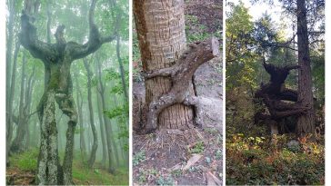 Zdroj : boredpanda.com