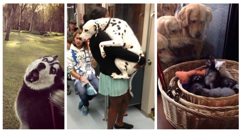 Zdroj : lifebuzz.com