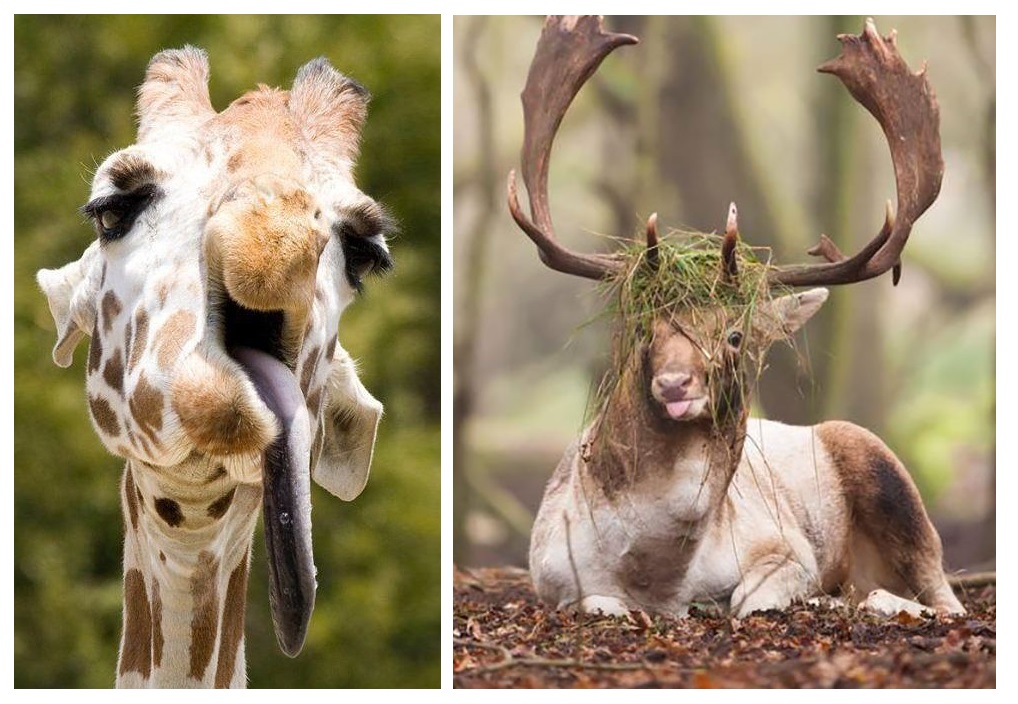 Zdroj : boredpanda.com