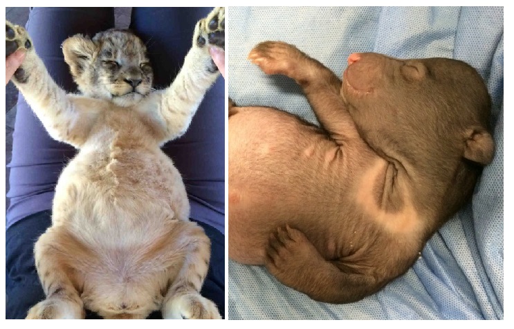 Zdroj : brightside.me