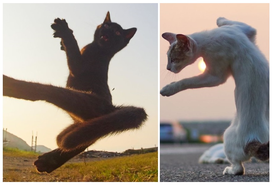 Zdroj : boredpanda.com