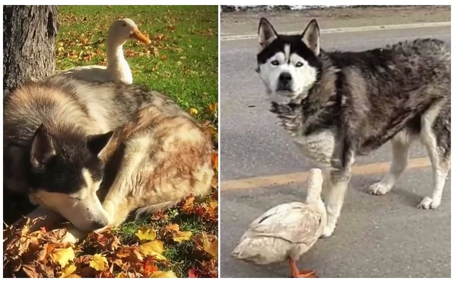 Zdroj : boredpanda.com