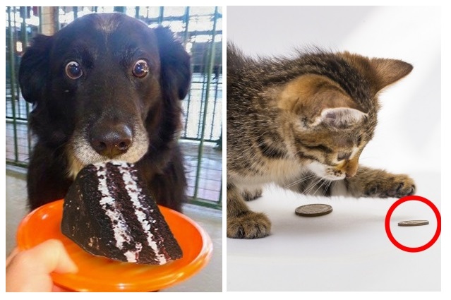 Zdroj : brightside.me