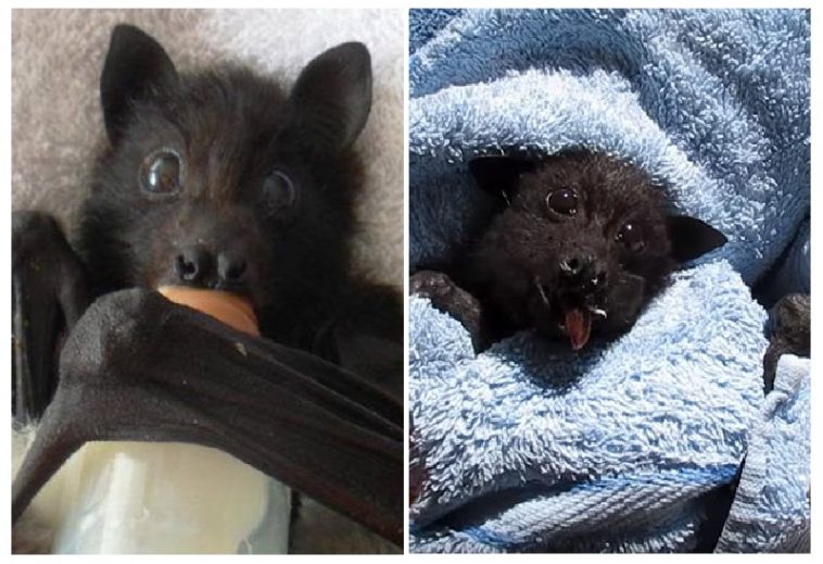 Zdroj : boredpanda.com