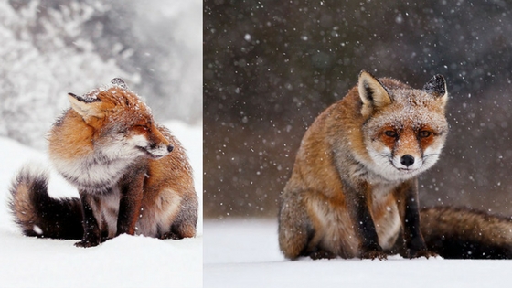 Zdroj: boredpanda.com