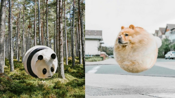 Zdroj: boredpanda.com