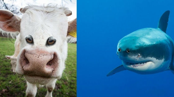 Zdroj: boredpanda.com