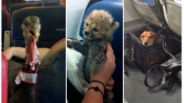 Zdroj : brightside.me