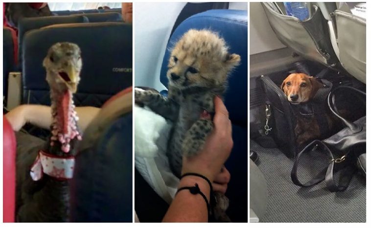 Zdroj : brightside.me