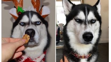 Zdroj : boredpanda.com