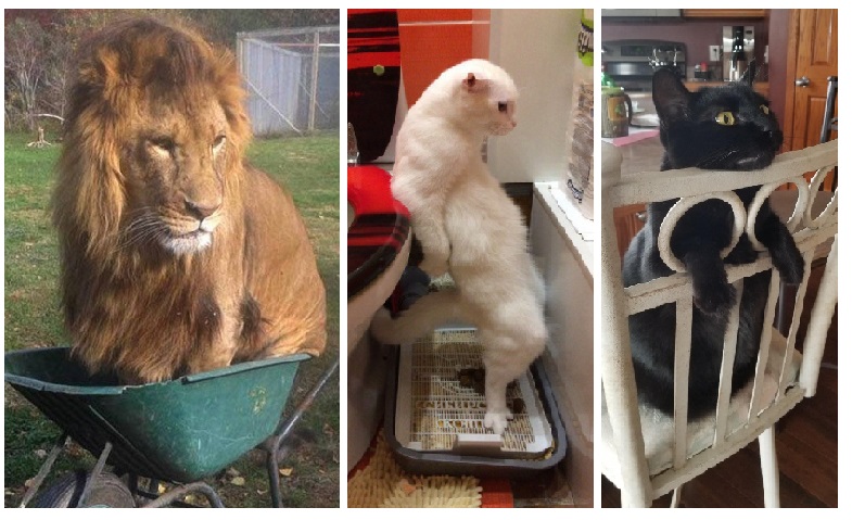 Zdroj : brightside.me