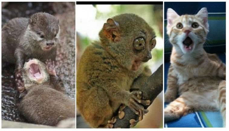 Zdroj : brightside.me