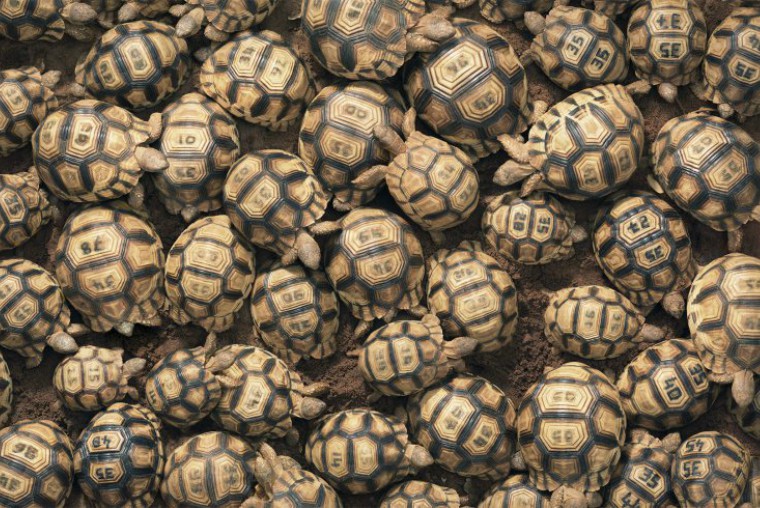 Zdroj: viralthread.com