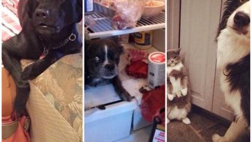 zdroj: robofunny.com