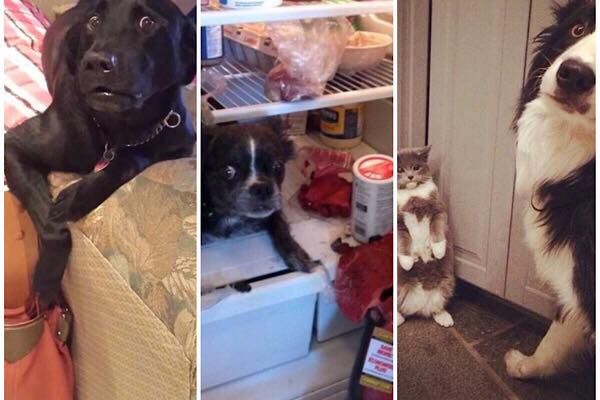 zdroj: robofunny.com