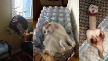 Zdroj: brightside.me