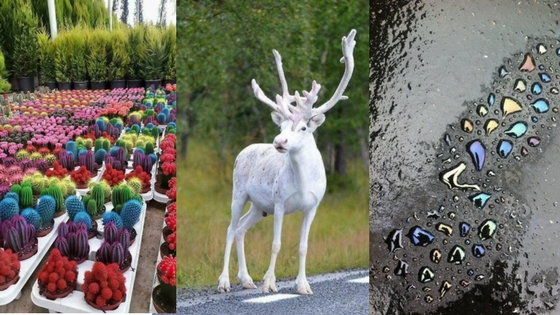 Zdroj: brightside.me