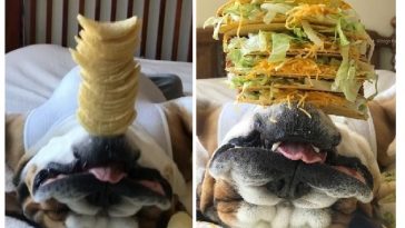 Zdroj : lifebuzz.com