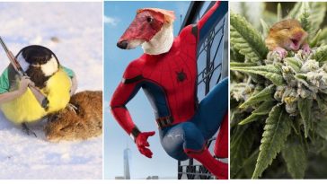 Zdroj : boredpanda.com