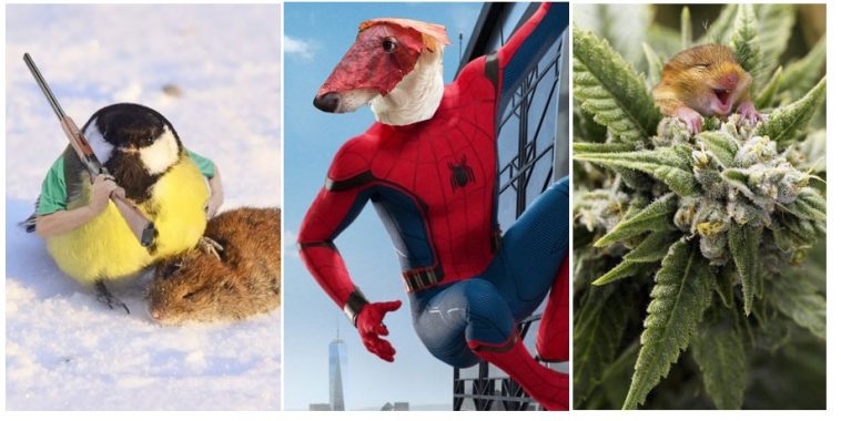 Zdroj : boredpanda.com