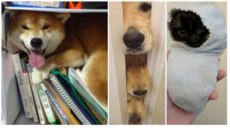 Zdroj : brightside.me