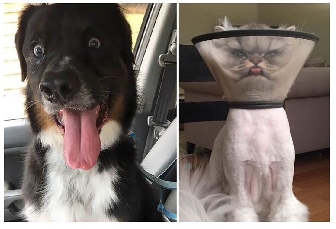 Zdroj : boredpanda.com