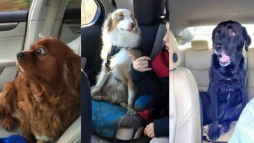 Zdroj: boredpanda.com