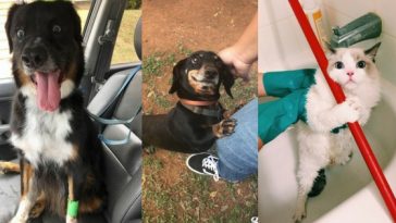 Zdroj: brightside.me