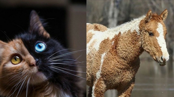 Zdroj: brightside.me