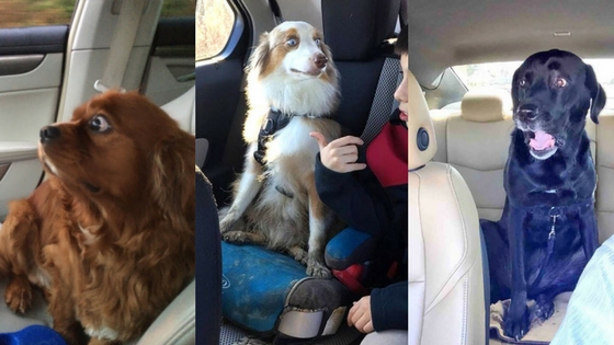 Zdroj: boredpanda.com