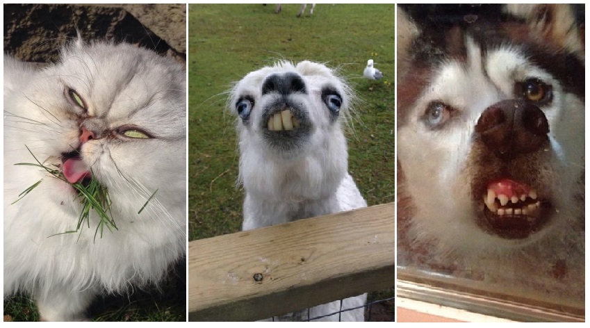 Zdroj : brightside.me