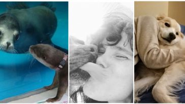 Zdroj : brightside.me