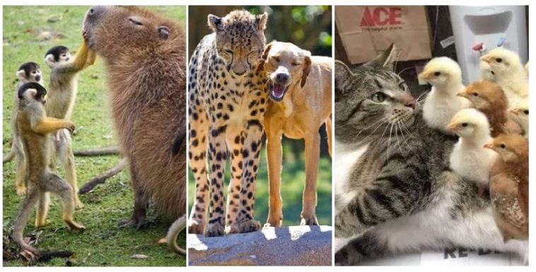 Zdroj : brightside.me