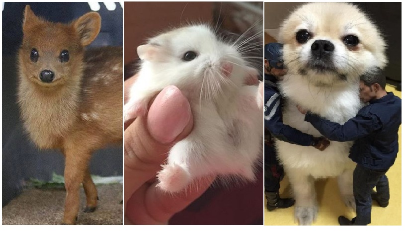 Zdroj : brightside.me